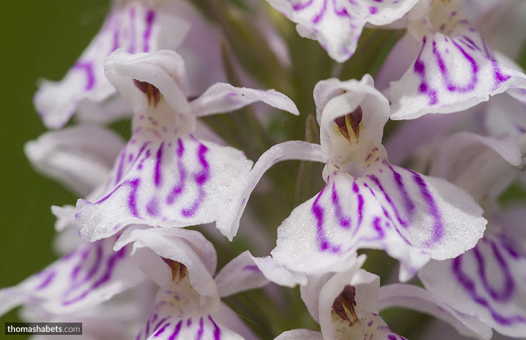 Gevlekte orchis
