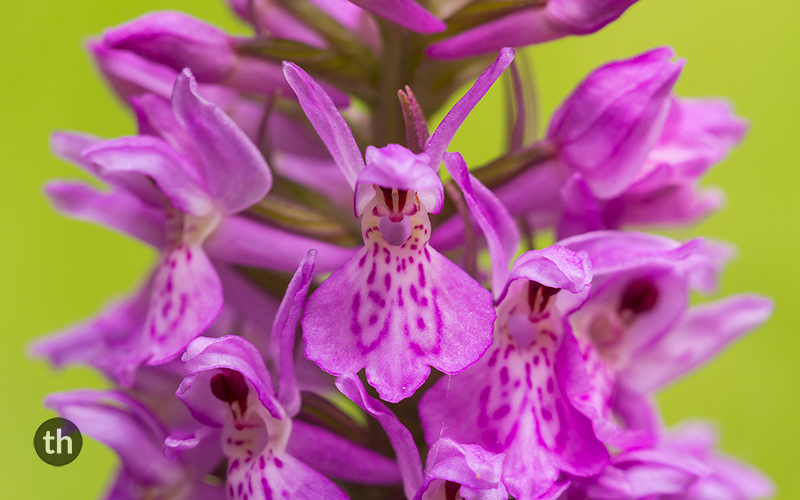 Thomas Habets (Orchids)
